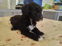 Bluebell, a female Sheepadoodle for sale in Warsaw, VA – 2 of 2