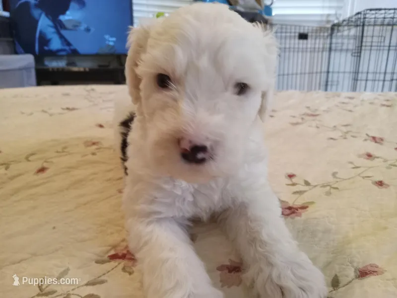 Goro – Sheepadoodle puppy for sale in Warsaw, VA