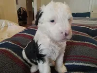 Daisy, a female Sheepadoodle for sale in Warsaw, VA – Photo 2 of 3