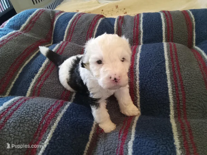 Daisy – Sheepadoodle puppy for sale in Warsaw, VA