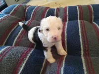 Daisy, a female Sheepadoodle for sale in Warsaw, VA – Photo 1 of 3