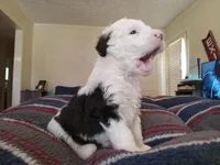 Daisy, a female Sheepadoodle for sale in Warsaw, VA – Photo 3 of 3