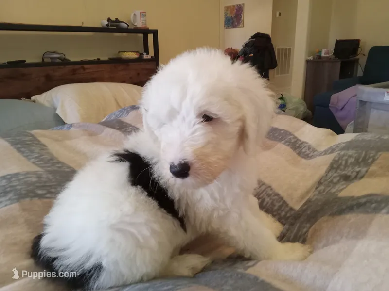 Hyacinth  – Sheepadoodle puppy for sale in Warsaw, VA