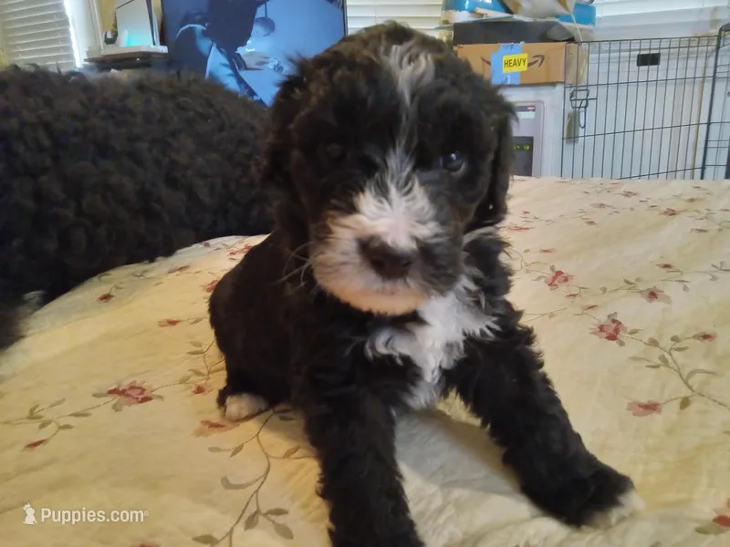 Mugi – Sheepadoodle puppy for sale in Warsaw, VA