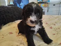 Mugi, a male Sheepadoodle for sale in Warsaw, VA – Photo 1 of 2