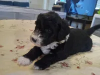 Rose, a female Sheepadoodle for sale in Warsaw, VA – Photo 2 of 3