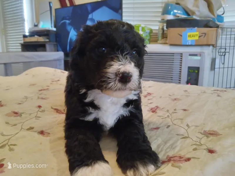 Rose – Sheepadoodle puppy for sale in Warsaw, VA