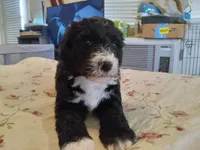 Rose, a female Sheepadoodle for sale in Warsaw, VA – Photo 1 of 3