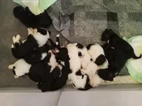 Bluebell, a female Sheepadoodle for sale in Warsaw, VA – Photo 2 of 2