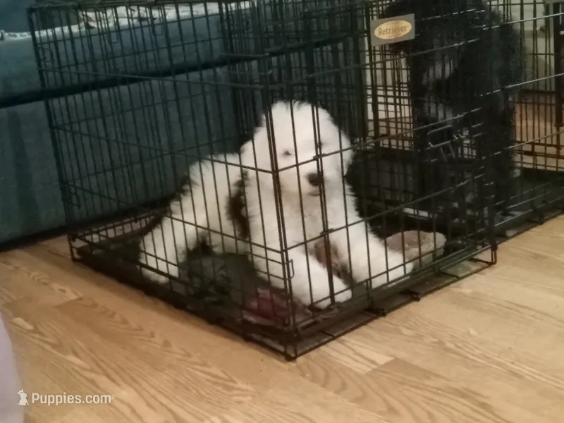 Goro – Sheepadoodle puppy for sale in Warsaw, VA