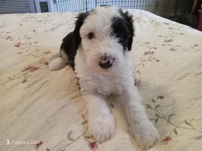 Violet – Sheepadoodle puppy for sale in Warsaw, VA