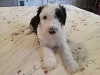 Violet, a female Sheepadoodle for sale in Warsaw, VA – Photo 1 of 2