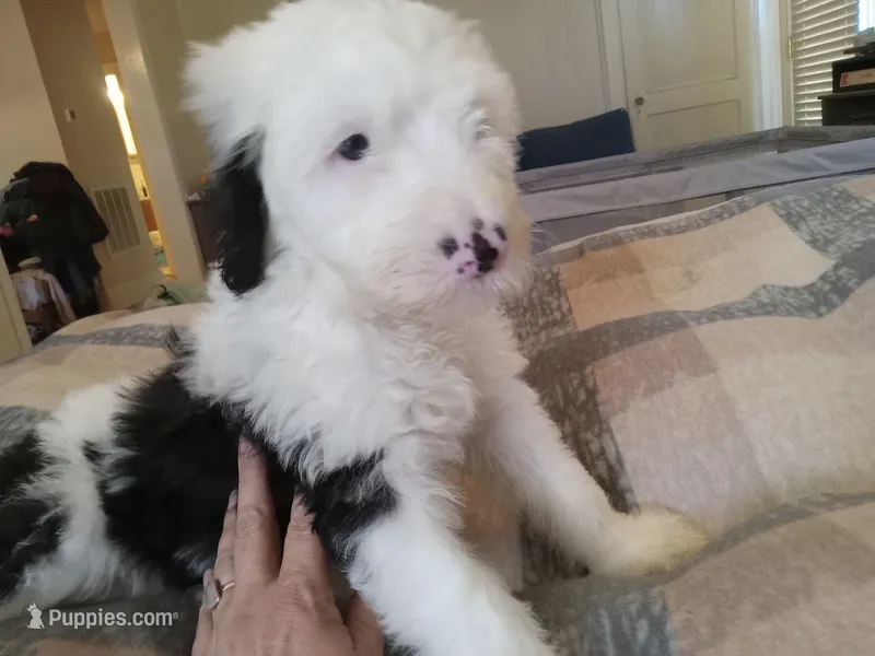 Daisy – Sheepadoodle puppy for sale in Warsaw, VA