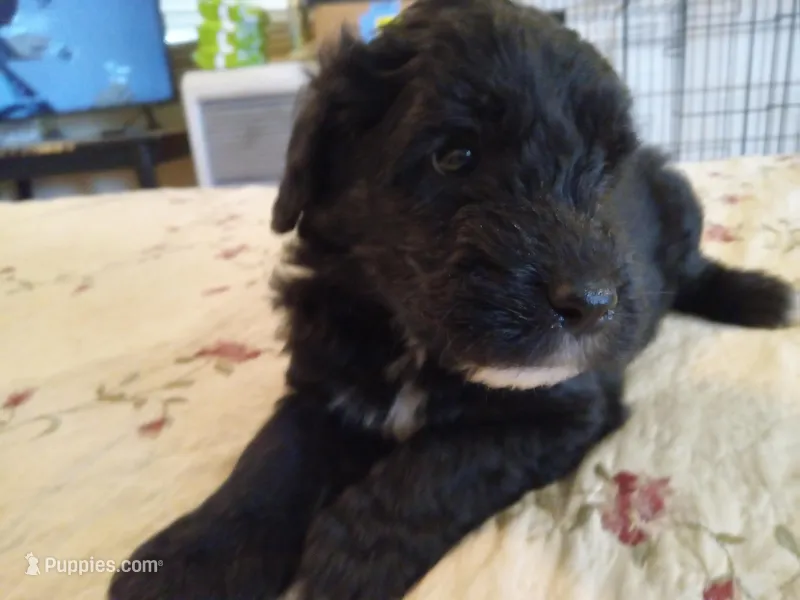 Baba – Sheepadoodle puppy for sale in Warsaw, VA