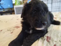 Baba, a male Sheepadoodle for sale in Warsaw, VA – Photo 1 of 2