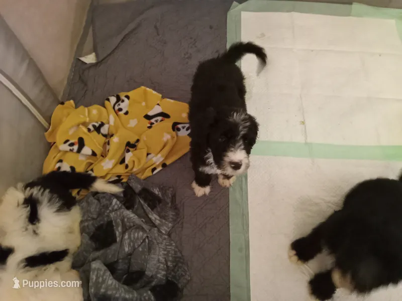Ichibon – Sheepadoodle puppy for sale in Warsaw, VA