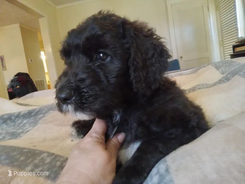 Baba – Sheepadoodle puppy for sale in Warsaw, VA
