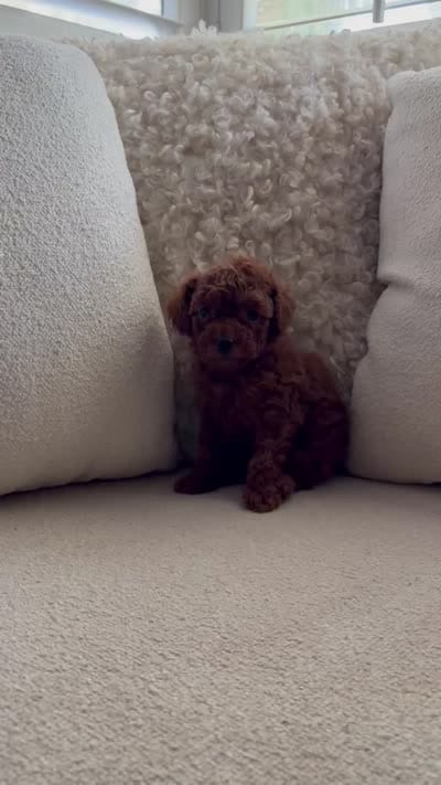 Autumn, a female Poodle - Toy  for sale in Madera, CA – 3 of 3