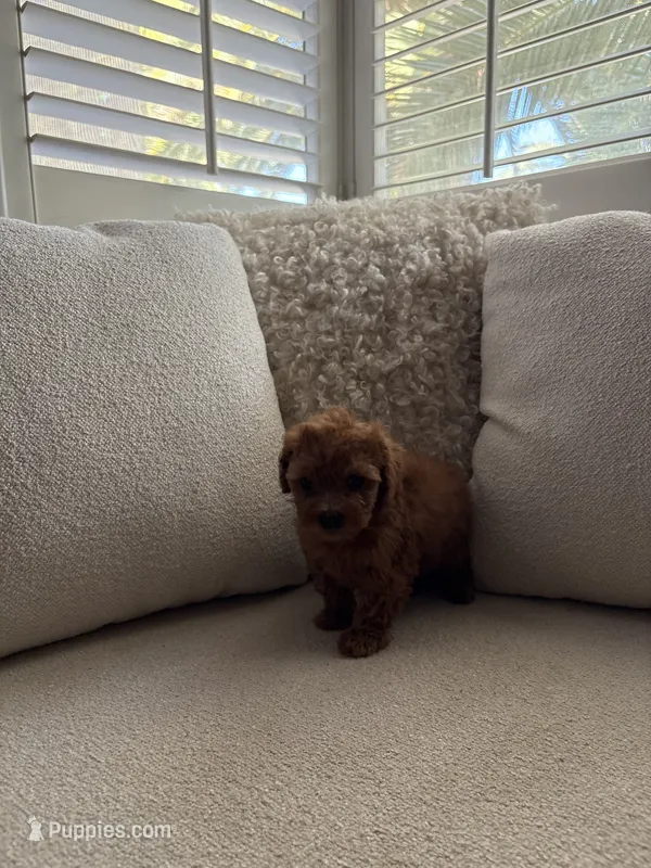Scarlet – Poodle - Toy  puppy for sale in Madera, CA