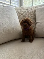 Autumn, a female Poodle - Toy  for sale in Madera, CA – 2 of 3