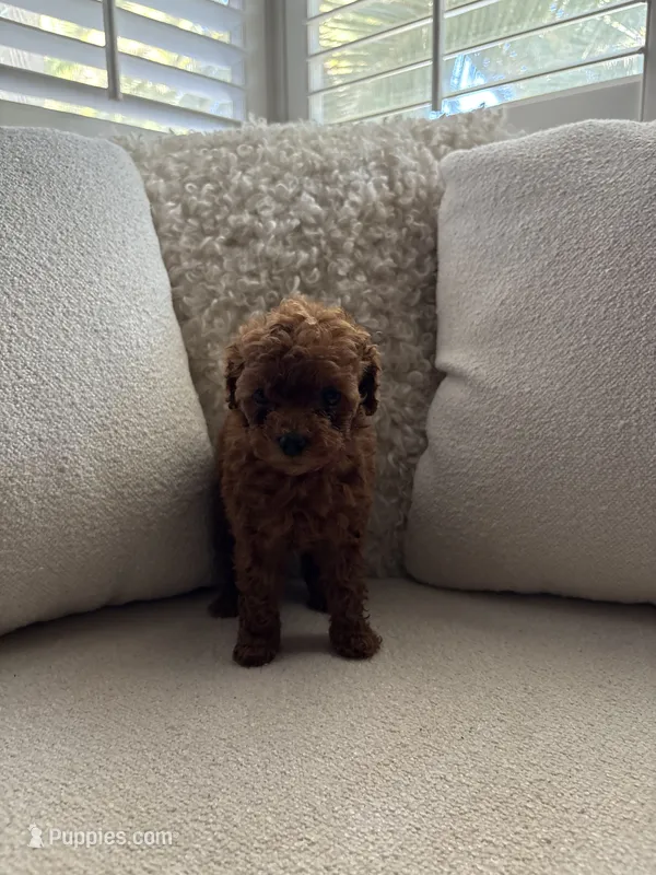 Poppy – Poodle - Toy  puppy for sale in Madera, CA