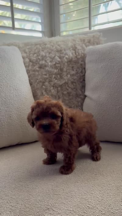 Scarlet, a female Poodle - Toy  for sale in Madera, CA – 3 of 3