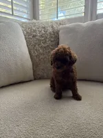 Poppy, a female Poodle - Toy  for sale in Madera, CA – 2 of 3