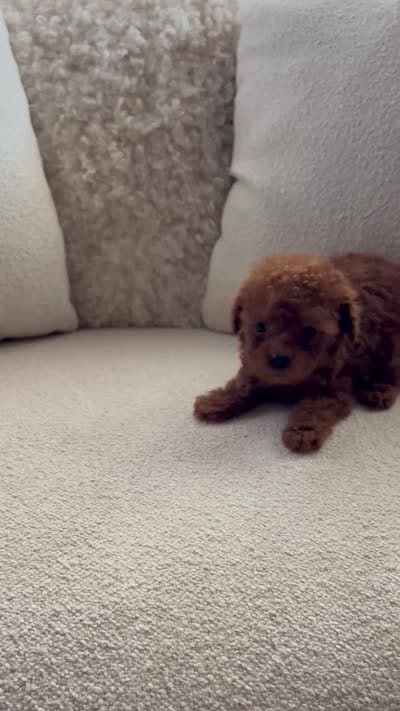 Cliff, a male Poodle - Toy  for sale in Madera, CA – 3 of 3