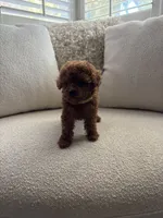 Cliff, a male Poodle - Toy  for sale in Madera, CA – 2 of 3