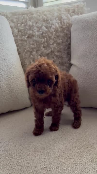 Poppy, a female Poodle - Toy  for sale in Madera, CA – 3 of 3