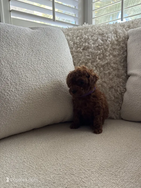 Autumn – Poodle - Toy  puppy for sale in Madera, CA
