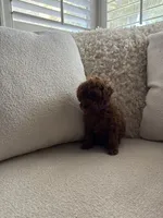 Autumn, a female Poodle - Toy  for sale in Madera, CA – 1 of 3