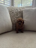 Scarlet, a female Poodle - Toy  for sale in Madera, CA – 2 of 3