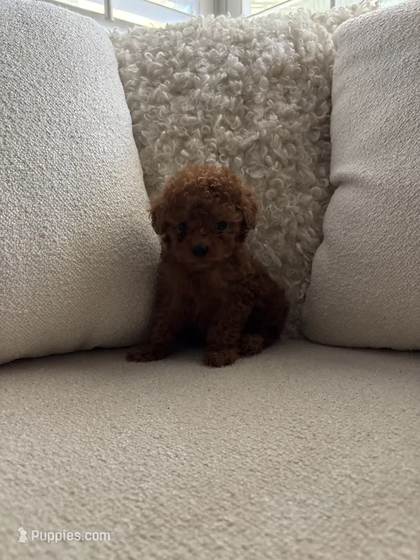 Cliff – Poodle - Toy  puppy for sale in Madera, CA