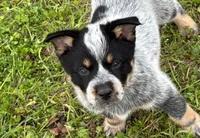 Jake, a male Australian Cattle Dog for sale in Pell City, AL – Photo 6 of 6
