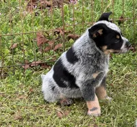 Jake, a male Australian Cattle Dog for sale in Pell City, AL – Photo 2 of 6