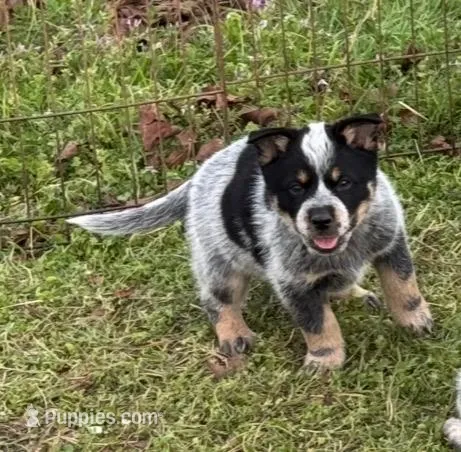 Jake – Australian Cattle Dog puppy for sale in Pell City, AL