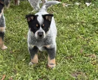 Jake, a male Australian Cattle Dog for sale in Pell City, AL – Photo 5 of 6