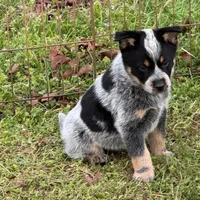Jake, a male Australian Cattle Dog for sale in Pell City, AL – Photo 3 of 6