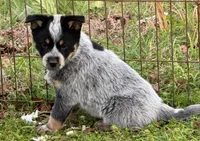 Jake, a male Australian Cattle Dog for sale in Pell City, AL – Photo 4 of 6