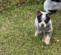 Melinda, a female Australian Cattle Dog for sale in Pell City, AL – Photo 2 of 5