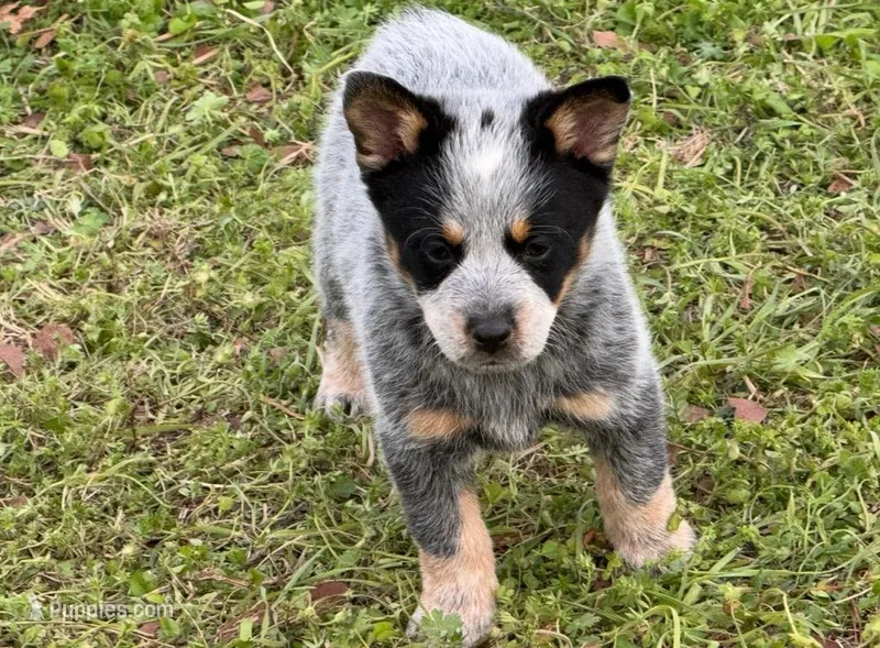 Melinda – Australian Cattle Dog puppy for sale in Pell City, AL