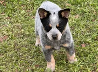 Melinda, a female Australian Cattle Dog for sale in Pell City, AL – Photo 1 of 5