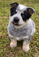 Melinda, a female Australian Cattle Dog for sale in Pell City, AL – 2 of 4