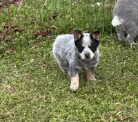 Melinda, a female Australian Cattle Dog for sale in Pell City, AL – Photo 5 of 5