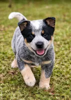 Melinda, a female Australian Cattle Dog for sale in Pell City, AL – 4 of 4