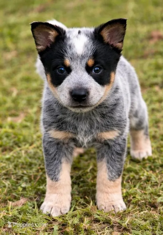 Melinda – Australian Cattle Dog puppy for sale in Pell City, AL