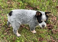 Melinda, a female Australian Cattle Dog for sale in Pell City, AL – Photo 3 of 5