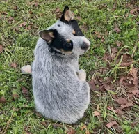 Melinda, a female Australian Cattle Dog for sale in Pell City, AL – Photo 4 of 5
