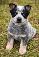 Melinda, a female Australian Cattle Dog for sale in Pell City, AL – 3 of 4